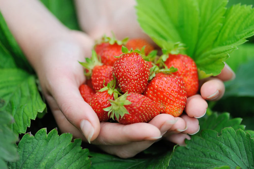 6 Manieren waarop tuinieren goed is voor je gezondheid